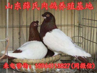 广东广州点子鸽价格