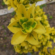 优质彩叶北海道黄杨黄金甲价格河南红枫种苗