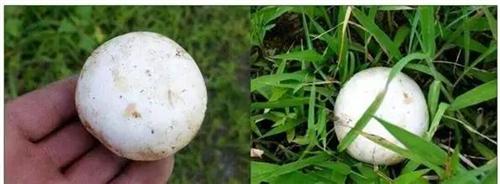 北京草原白蘑是野生的吗