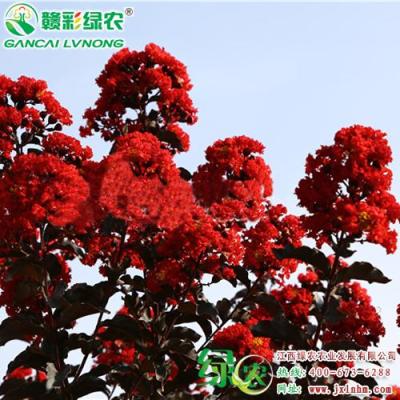 江西綠農(nóng)出售新品種丹紅紫葉紫薇小苗