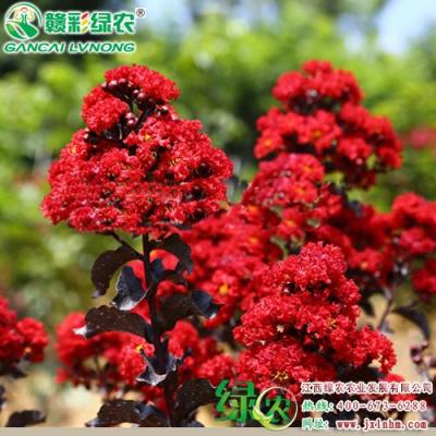 江西綠農(nóng)出售新品種丹紅紫葉紫薇小苗