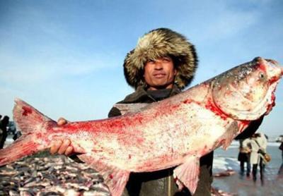 北京查干湖鱼如何购买