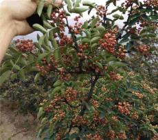 韓城市哪里有大紅袍品種無刺花椒苗 種植