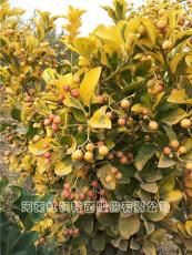 红枫种苗 彩叶北海道黄杨 超低价格厂家基地