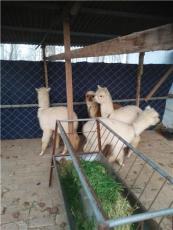 羊驼养殖场广西桂林市兴安县特种养殖