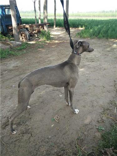 四川哪里有格惠犬出售 多少钱一条