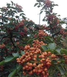獅子頭品種大紅袍花椒苗哪里找 韓城基地里