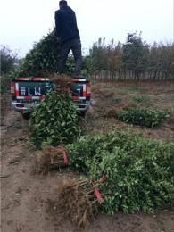 韓城各種花椒苗基地哪家最好 怎么聯系