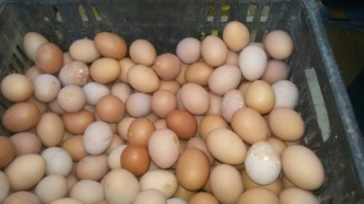 高产蛋鸡蛋壳出现沙壳蛋怎么办