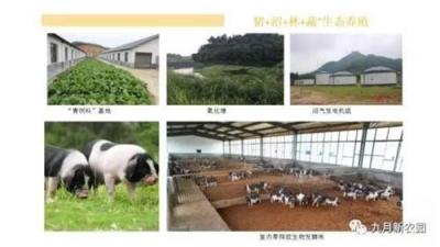 宁乡花猪生态示范基地 九月新农园新鲜快速