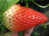 大型草莓苗基地 九香草莓苗优质品种