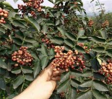 韓城市哪里有種植正宗獅子頭大紅袍花椒苗