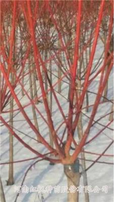 彩叶丝棉木 红枫种苗 在线咨询 丝棉木
