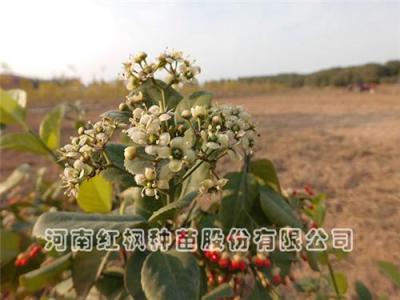 冬红北海道黄杨 红枫种苗在线咨询