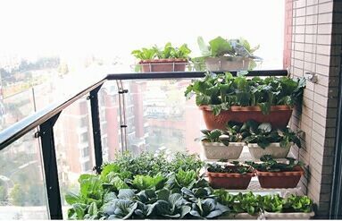 家庭阳台菜园设计施工/种植养护-成都尚鼎丰