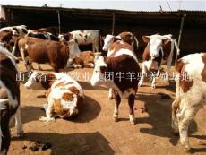 山东菏泽郓城县西门塔尔肉牛养殖场