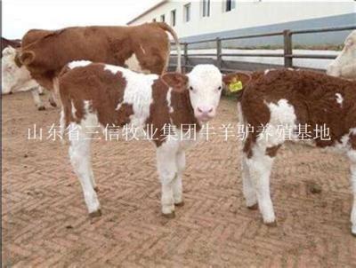 山东菏泽郓城县西门塔尔肉牛养殖场