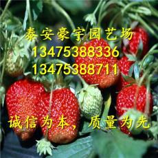 鬼怒甘草莓苗 草莓苗多少钱 草莓苗基地供应