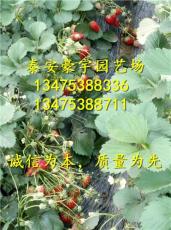 草莓苗基地供应 优质草莓苗 新品种草莓苗