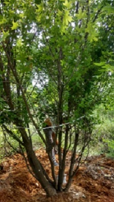 4米5米丛生五角枫树6米丛生五角枫