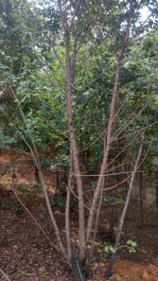 4米5米丛生五角枫树6米丛生五角枫