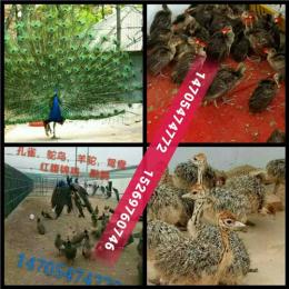 黑龙江佳木斯鸵鸟哪里有卖的 鸵鸟苗价格
