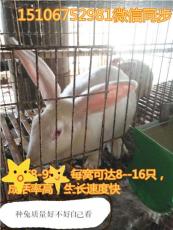 甘肃獭兔养殖场 杂交野兔兔苗的价格多少钱