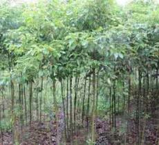 供甘肃兰州永登树种和皋兰树苗供应商