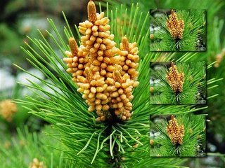 破壁松花粉 98%破壁松花粉 護(hù)膚美容原料
