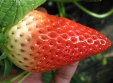 四季草莓苗去哪买 草莓苗批发