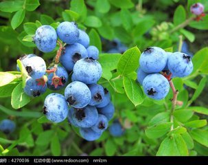 2017新到蓝莓浓缩果汁25.25kg桶装工厂供应L
