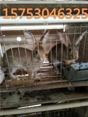 河北省哪里有卖杂交野兔的吗 杂交野兔价格