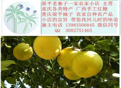 广东人最爱的原生态水果 重庆梁平柚子
