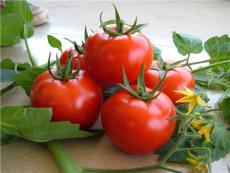 现代立新瑞丽 赈灾级别优质石头番茄种子