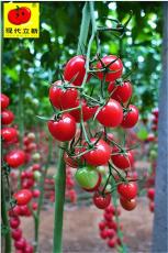立新美娜 审定圣女果品种 金牌番茄种