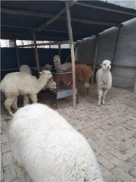 衢州市羊驼出售六合养殖场