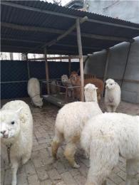 开封县羊驼回收六合养殖场