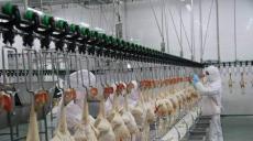 禽类屠宰机械在国内的发展策略