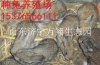陕西汉中杂交野兔养殖场 品种的选育与培育