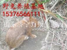 安徽芜湖杂交野兔散养基地 兔苗的价格