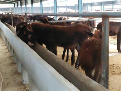 肉驴出售四川凉山彝族自治州美姑县特种养殖