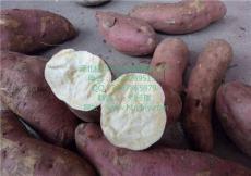 池州商薯19红薯品种 池州商薯19红薯产