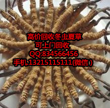 东莞大朗哪有回收虫草 大朗有回收虫草的吗