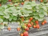 章姬草莓苗厂家