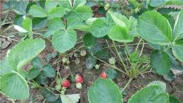 妙香七号草莓苗繁育基地