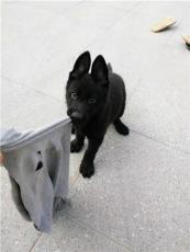 象山县科目分为哪些动作科目犬训练方法