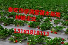 全国大型草莓苗种植基地