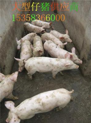 2017下半年重庆仔猪价格表