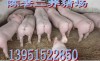 2017下半年江西仔猪价格表