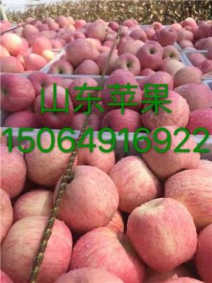 山东苹果价格